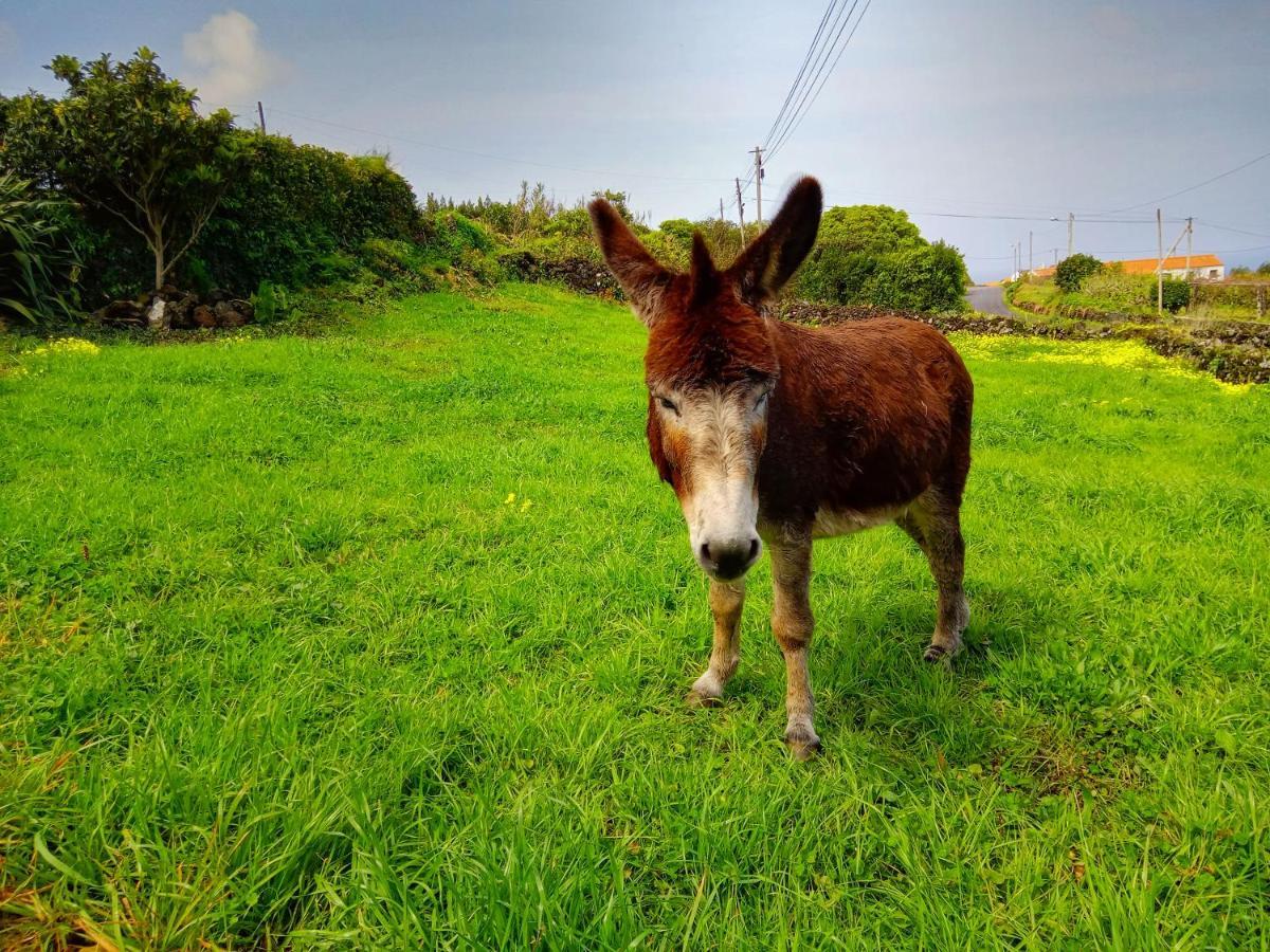São Roque do Pico Casa Do Marcelino Lagartoヴィラ エクステリア 写真